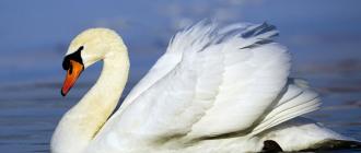Самые интересные факты о лебедях Лебеди в мифологии и искусстве